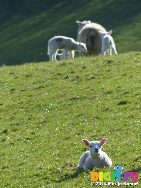 FZ003921 Lambs and Ewe in field